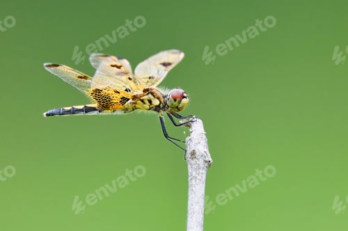 Preview: Black and yellow-winged dragonfly perched on a branch