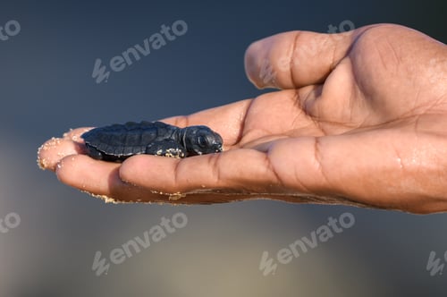 Preview: Newborn Cute Olive ridley turtle baby resting on a caring human hand.