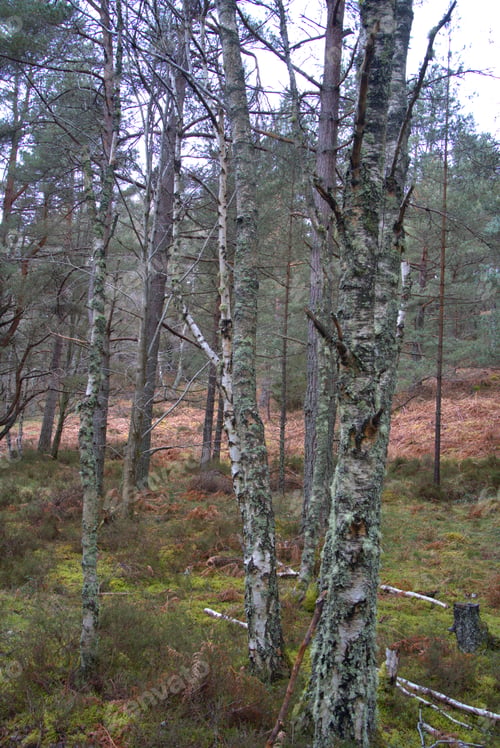 Preview: Burn O' Vat Park in Abohne, Scotland