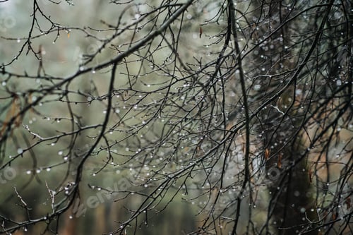 Preview: Rain drops on a branches Green background. bokeh drops of dew on the branches of pine tree