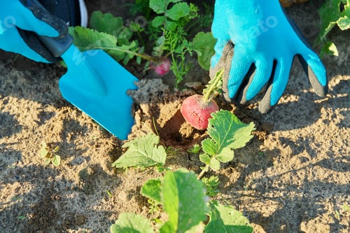 Preview: Close-up of farmers hands picking radishes in basket