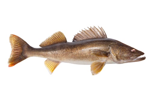 Preview: Big fresh caught walleye isolated on white background