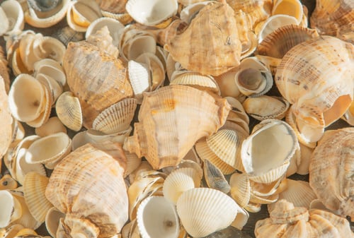 Preview: Sea shells on the beach. Summer background. Rapan shell. Beige light color. Aesthetic minimalism