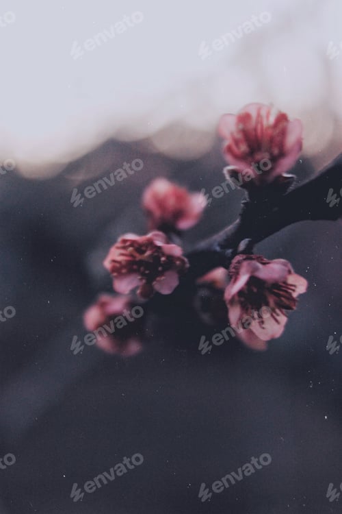 Preview: Pink Blossoms on a Twig with Soft Focus