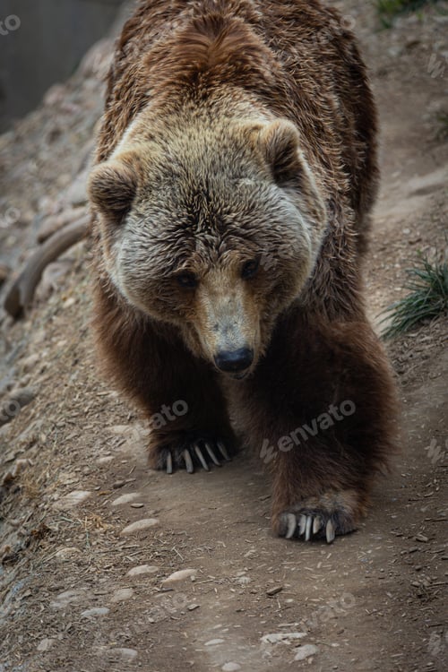 Preview: Solitary grizzly bear ambling along a dusty road