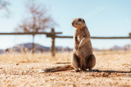 Preview: Close up view of little gopher outdoors