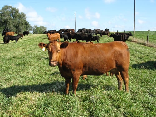 Preview: Of cows grazing in a vast green field during the daytime