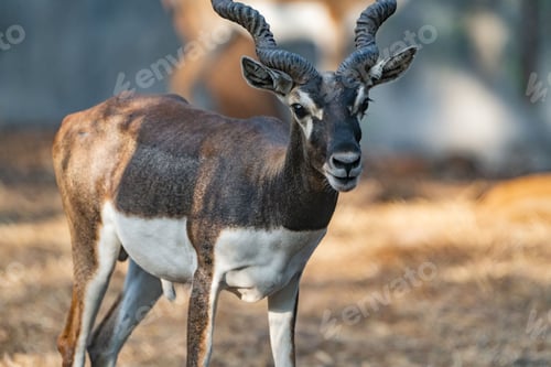 Preview: African antelope standing in a rocky area surrounded by a sandy dirt landscape