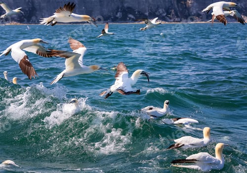 Preview: Northern gannets trying to catch fish in the North Sea, UK