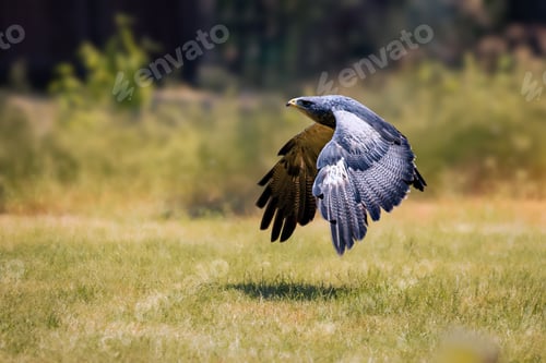 Preview: Black-chested buzzard-eagle landing on a grassy field