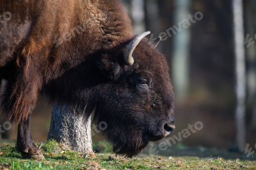 Preview: Wild adult Bison in the autumn forest. Wildlife scene from spring nature
