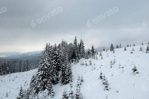 Vorschau: Nebellandschaft aus der Luft mit immergrünen Pinien, die mit frisch gefallenem Schnee bedeckt sind