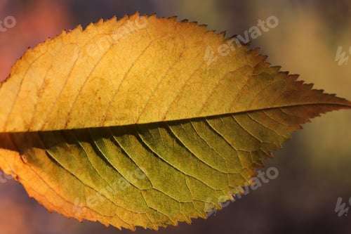 Preview: detail of colorful autumn leaf