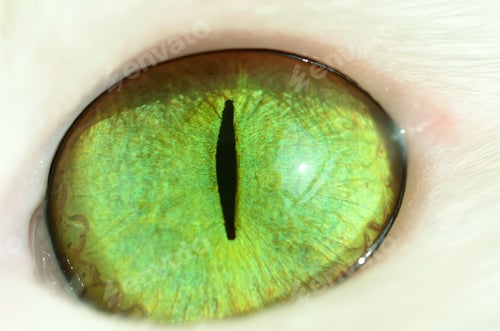Preview: White cat, green eyed cat. Pet animal.