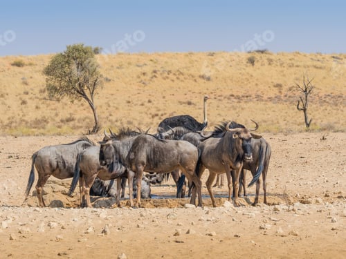 Preview: Wildebeest at a Kalahari Waterhole