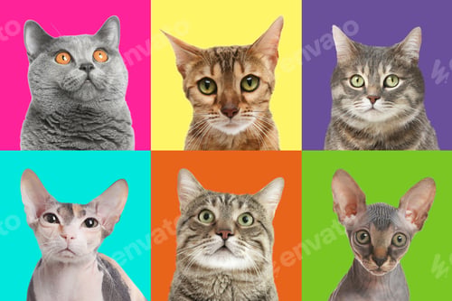 Preview: Adorable cats on different colors backgrounds, collage of animal portraits