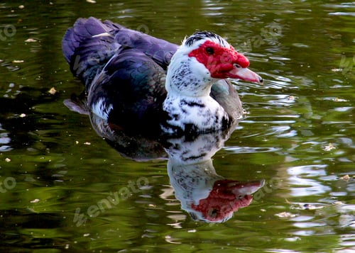 Preview: The Muscovy or Barbary (Cairina moschata domestica) is the domesticated form the wild Muscovy duck