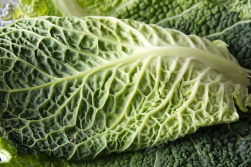 Preview: Texture leaf of savoy cabbage