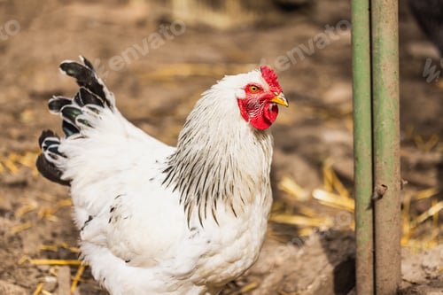 Preview: Rooster in Village