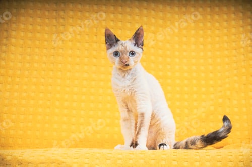 Preview: Funny Young White Devon Rex Kitten Kitty. Short-haired Cat Of English Breed On Yellow Plaid