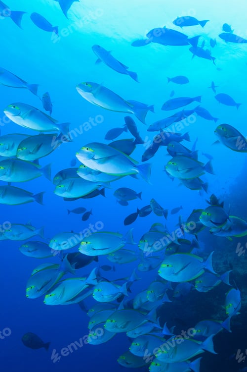 Preview: School of unicornfish underwater