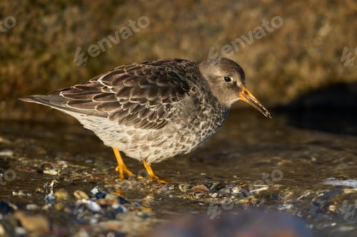 Preview: Purple sandpiper (Calidris maritima)