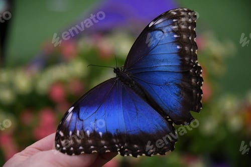 Preview: Butterfly