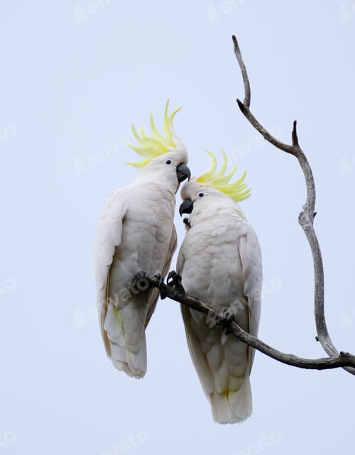 Preview: Vertical low angle shot of two sulphur-crested cockatoo birds on a branch together