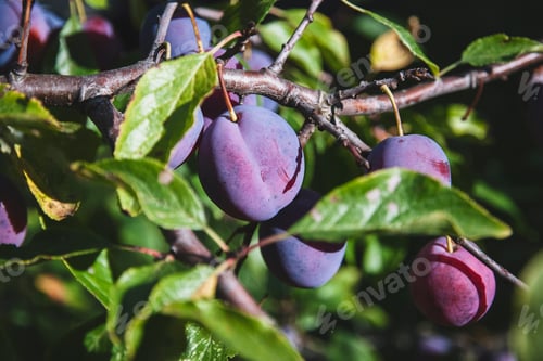 Preview: Blue plums growing on tree brunch in the garden