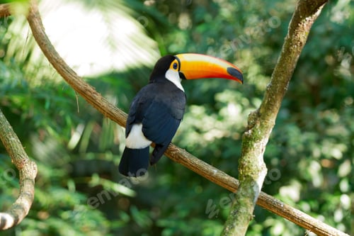 Preview: toucan, bird, colours, tropics