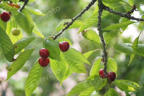 Ripe Cherries Hanging on a Branch with Leaves