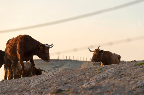 Preview: Brown coats grazing on farm pasture