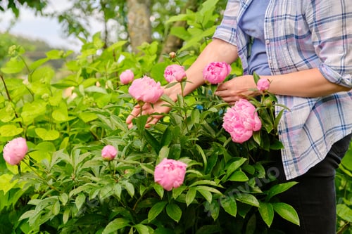 Preview: Close-up of woman's hands touching blooming bush of pink peonies