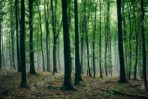 Preview: misty forest with green foliage on rainy day