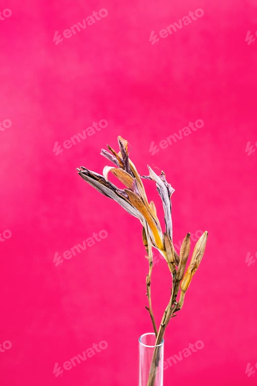 Preview: Withered Lily Flower.