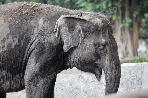 Preview: close up of elephant in outdoor enclosure at the zoo