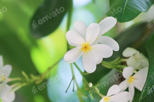 Preview: Beautiful white flowers at tropical resort on sunny day