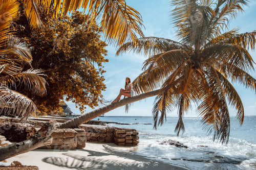 Preview: Tropical Maldives palms and beach
