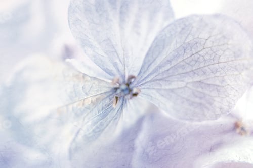 Preview: Vivid Flower In Soft Color And Blur Style For Background