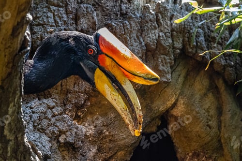 Preview: Vertical shot of a beautiful hornbill with a long beak on the forest