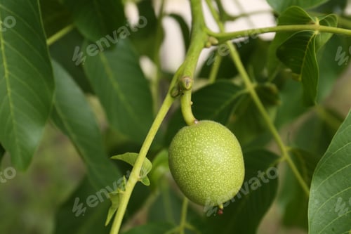 Preview: Green unripe walnut on tree branch outdoors, closeup