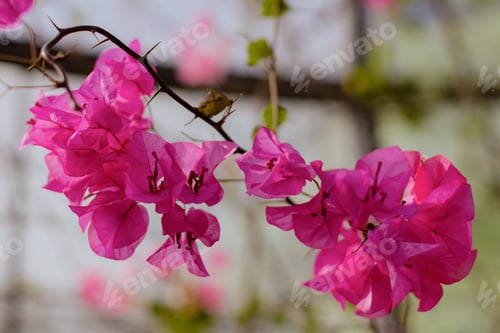 Preview: the flower clusters are in full bloom on the tree limb