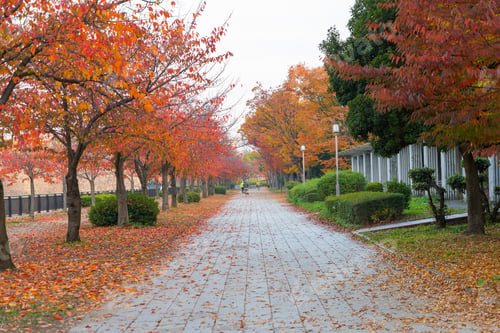 Preview: Red maple leaves or fall foliage in colorful autumn season, Yamanashi. Five lakes. Trees in Japan