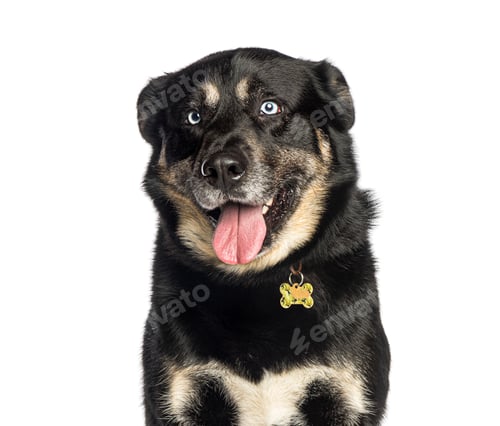 Preview: Happy dog panting and looking at camera