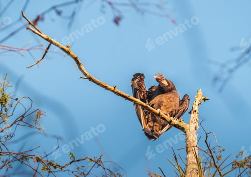 Preview: Vulture bird perched on a tree branch against a bright blue sky backdrop