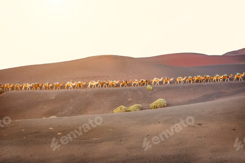 Preview: Camels caravan walking on Lanzarote island