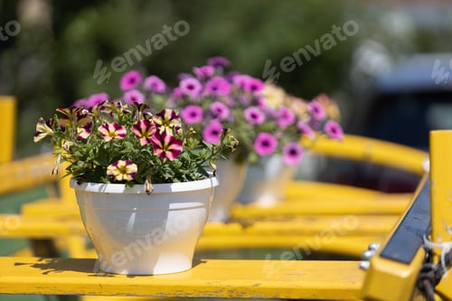 Preview: Closeup shot of pots with purple Petunia flowers