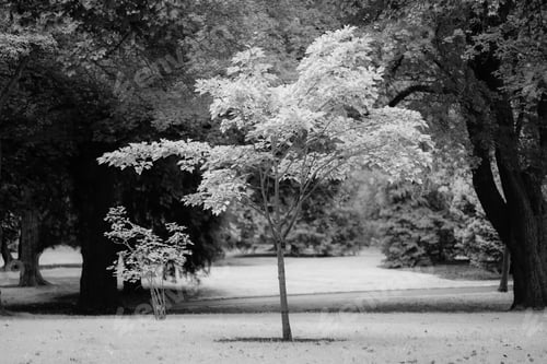 Preview: The National Botanic Garden in Dublin