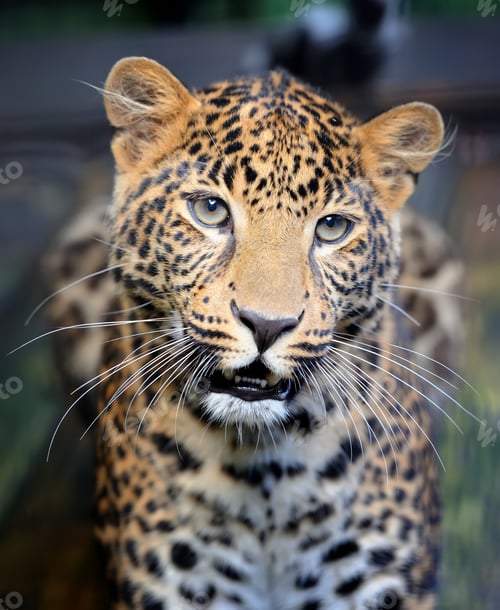 Preview: Close leopard portrait