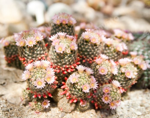 Preview: cactus